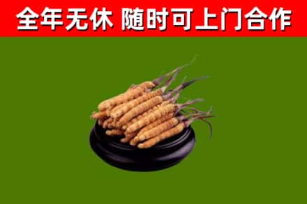 茂南区回收散虫草